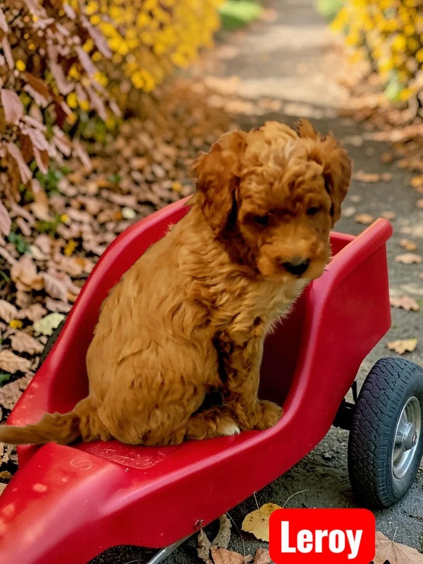 Mini Goldendoodle puppy Leroy at Bittersweet Goldendoodles, Newport NH